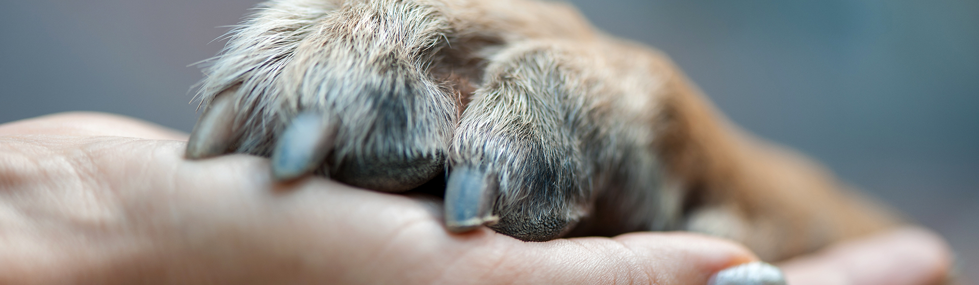 Nail Trimming